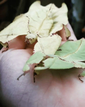 leaf,insects