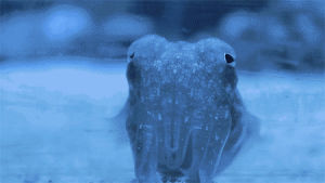 cuttlefish,look at it,its so cute oh my god