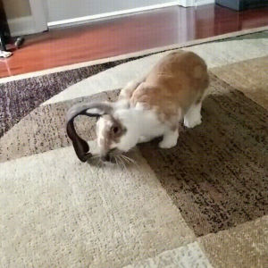 bunny,ears