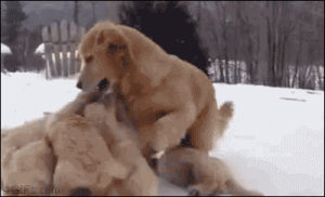 golden retriever,animals,dogs,playing,puppies,goldens