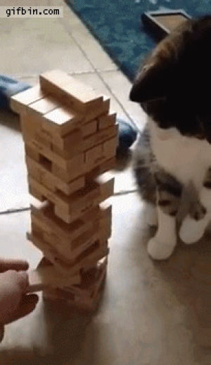 jenga,cat,playing
