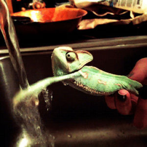 chameleon,lizards,water