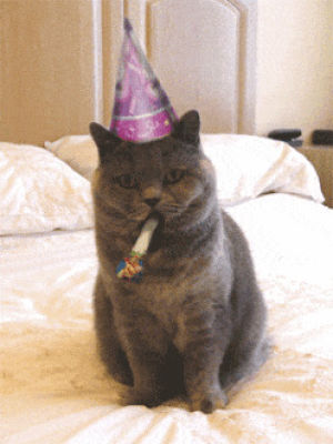 happy birthday cat,funny cat,happy birthday funny
