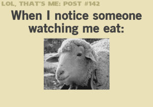 hilarious,sheep,funny,animals,eating,looking