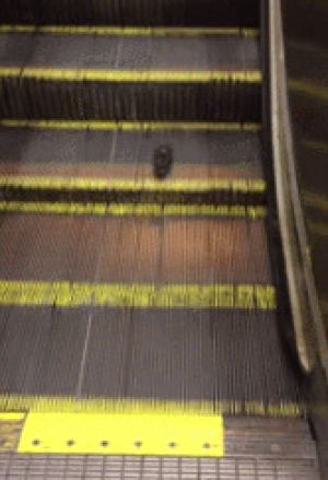 rat,escalator,forever