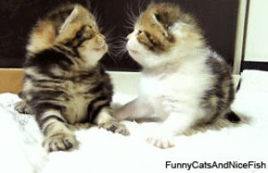 cute cats,cat,kitten,kittens