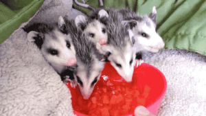 possum,opossum,animals,watermelon