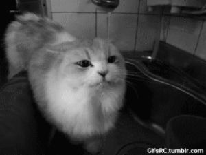 evil cat gif tumblr