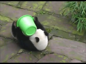 animals,animal,baby,playing,panda,bucket