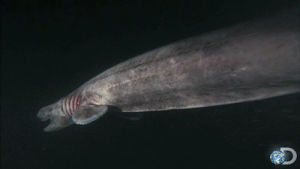 shark week,frilled shark,sea creature,tv,television,animals,animal,ocean,watch,swimming,discovery channel,discovery,shark,underwater,whoa,sharks,living,unknown,shark week 2013,living things,alien sharks
