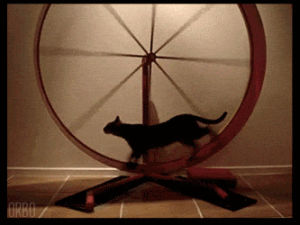 wheel,cat,animals,running,spinning,forever,exercising