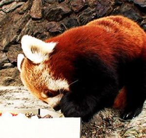 red panda,animals,bear,panda,hungry,cub,exploring