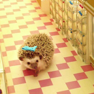 cute animal,cute hedgehog,animals,cute,costume,hedgehog,sniffing,wearing a bow