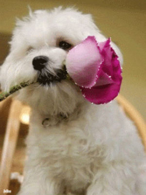 rose,dog,cute,flower,puppy,animals