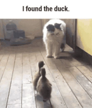 cat,duck