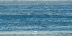 flip,bbc,ocean,dolphin,atlantic,bbc2,spinner,bbc two,spinner dolphin
