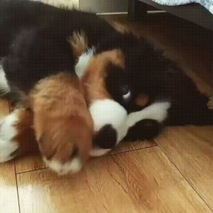 cute,puppy,playing,fluffy,picutres