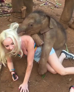 elephant,baby,tourist,loves