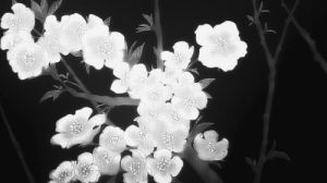 black,black and white,sakura,spring,white,cherry blossom,flower,flowers,anime,bw,tree,blossom,b w