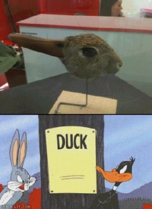 duck,what,rabbit,mindwarp,bugs,daffy,science gone too far,poll,cartoons comics