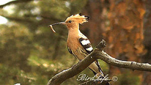 hoopoe,becausebirds,animals,birds,aww,wings,trees,hole,squee,feathers,ornithology,hidey