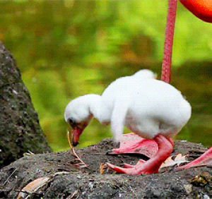 flamingo,duck,nest,animals,baby,fly