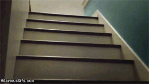 pug,stairs