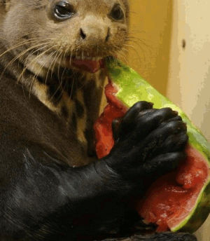 otter,eating,watermelon