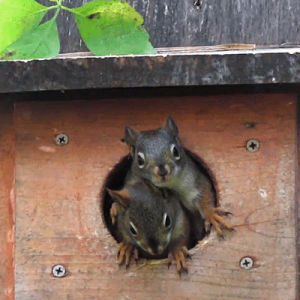 squirrels,baby,nature