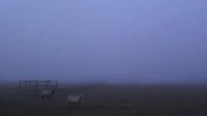 farm,wtf,morning,fog