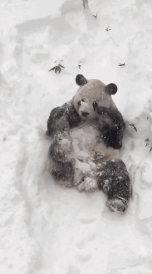 weather,snowstorm,animals,news,snow,mic,panda,blizzard,pandas,national zoo,snowstorm jonas,tian tian