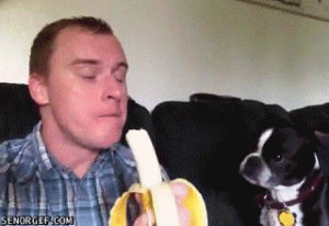 banana,dog,nom nom nom