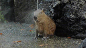 capybara,spirit animal,streamers