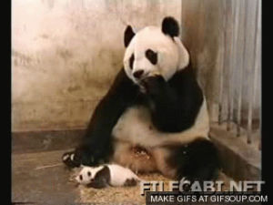 weekend,baby,time,panda