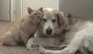 dog,nuzzle,cat,animal friendship