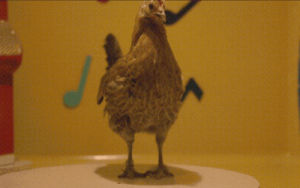 dance,chicken dance,funny animal,werner herzog,dancing chicken,animal dance,chicken,stroszek,chicken scratch,fandor,movie scene,film scene,funny chicken