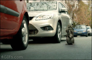 accident,cat,animals,car,bumper,disappointment