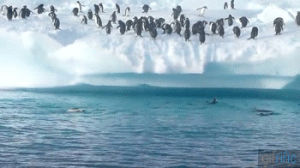 iceberg,fail,jump,penguin,tries,rific,onto