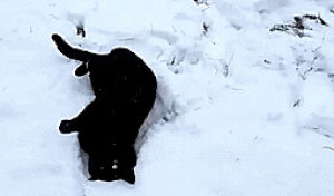 cat,snow,winter,cats playing in snow,cat snow angel