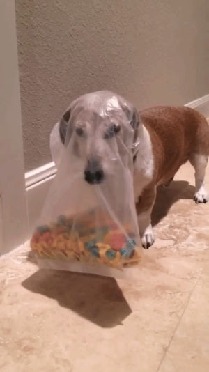 Funny videos free funny GIF - Find on GIFER Funny videos free funny GIF - Find on GIFER