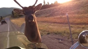 elk,highway,love,looking,montana