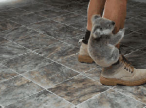 koala,leg,ankle,animals,walking,hanging,carry me