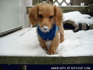 funny puppy,sports,snow,puppy