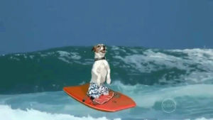 dog,summer,beach,surfing,uggie,boogie board,boogie boarding