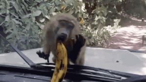 banana,monkey