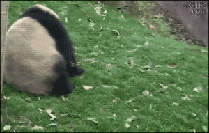 panda,panda roll