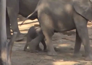 newborn,baby,elephant