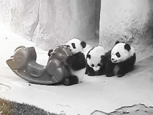 funny panda,cute animal,cute panda,funny,panda,panda bear