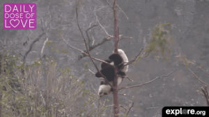 panda bear,pandas,daily dose of love,funny,cute,panda,explore,baby animals,exploreorg
