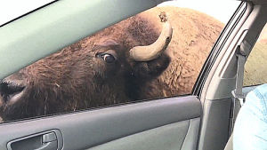 buffalo,kisses
